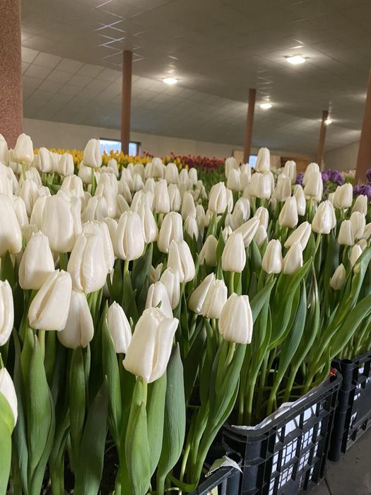 Тюльпани опт/роздріб