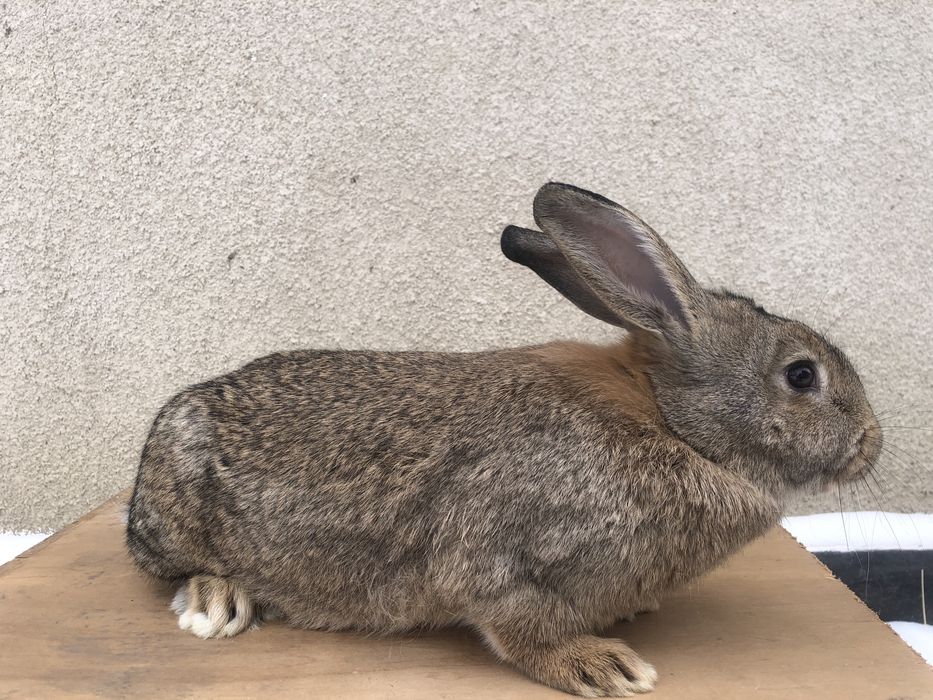 Кролі і кролиці