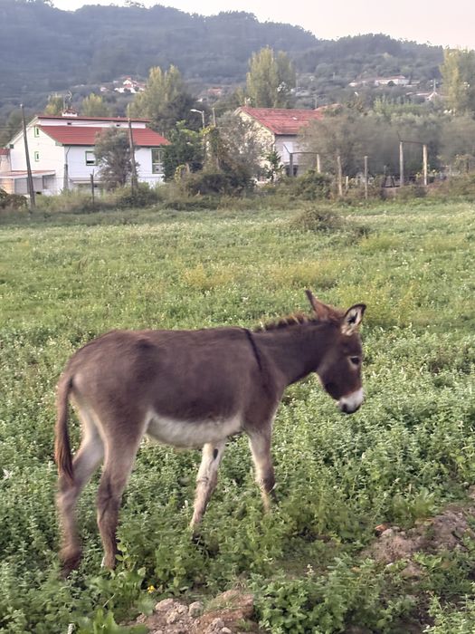 Para a venda casal de burrinhos
