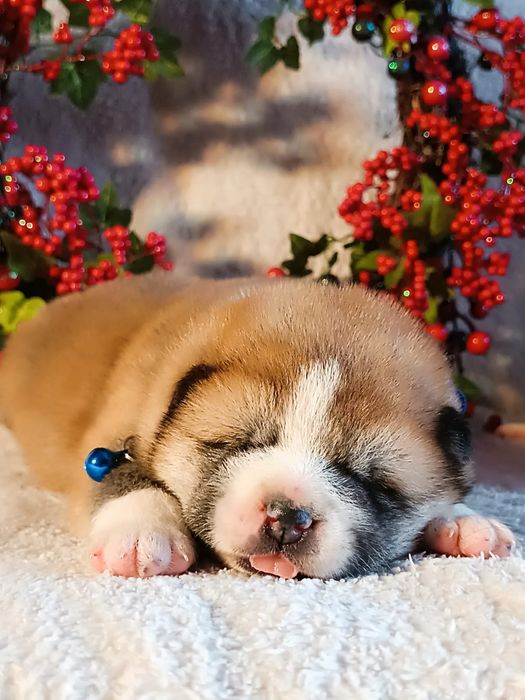 Szczenię Akita Inu FCI