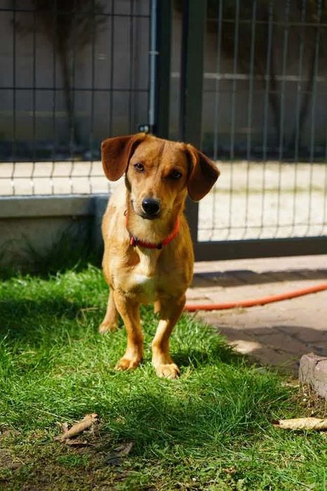 Adopcja potrzebna na cito