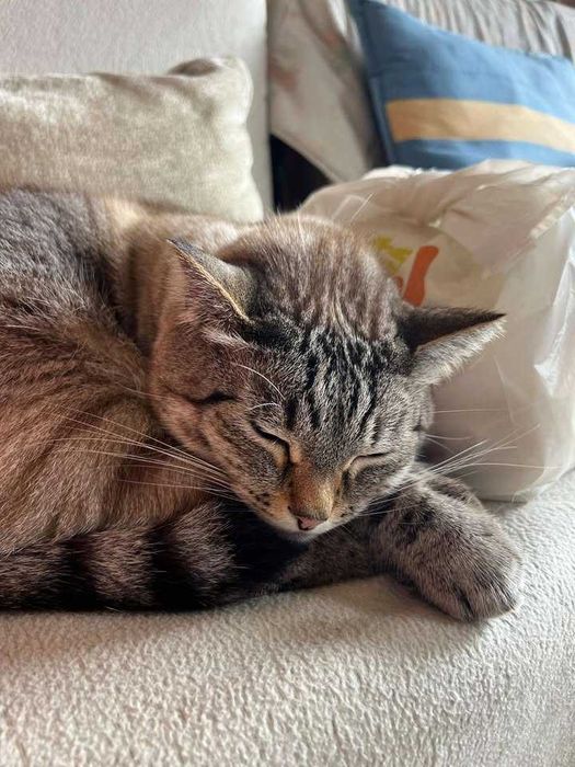 CASTRADO | Gato com as vacinas em dia disponível para adoção responsável