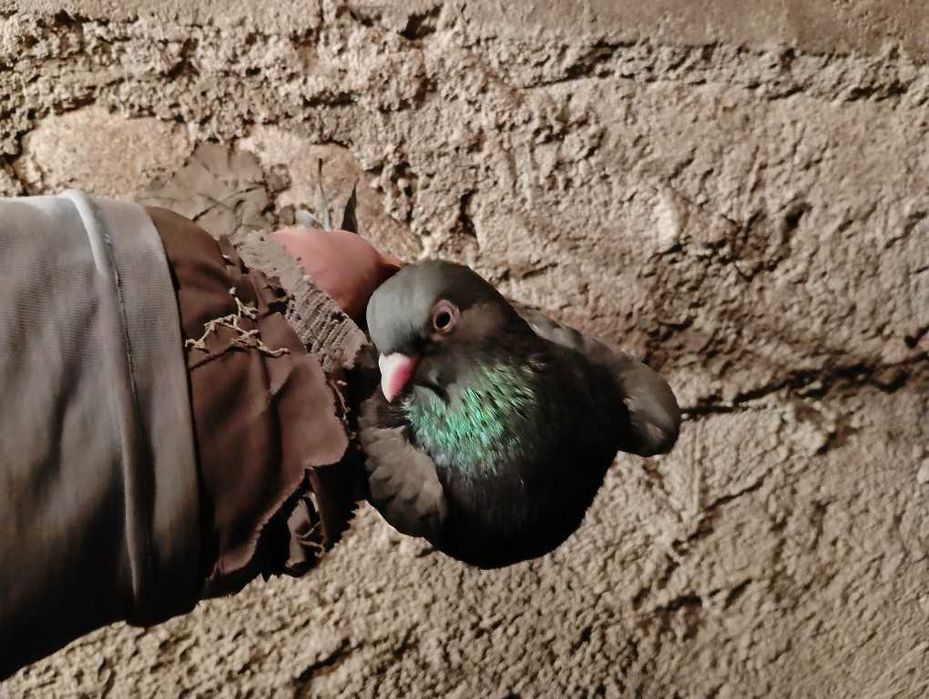 Zamojski, samica, 3 lata