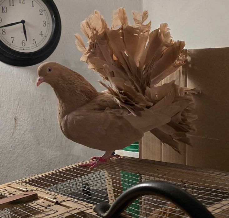 Gołębie Pawiki na Sprzedaż