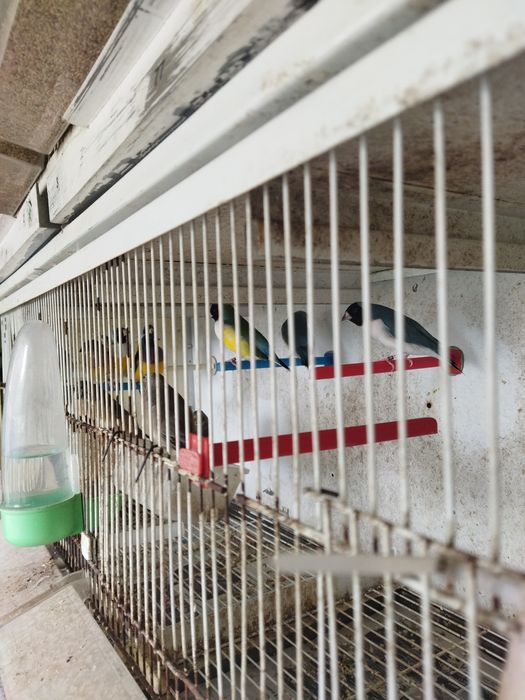 Vendo Bengalins do Japão