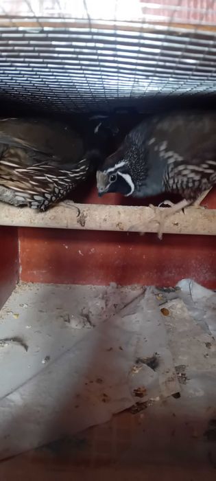 Przepiórki kalifornijskie