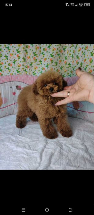 Мальтіпу ф-1 міні