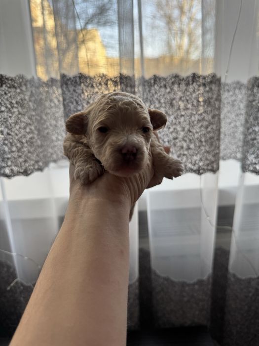 Мальтіпу мальтипу