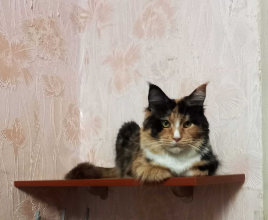 Мейн кун кошенята