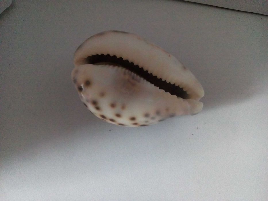 Ракушка морська в акваріум за 1 шт