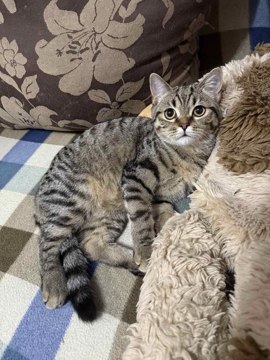 Породистий кошеня-хлопчик короткошерстний британець Scottish Straight