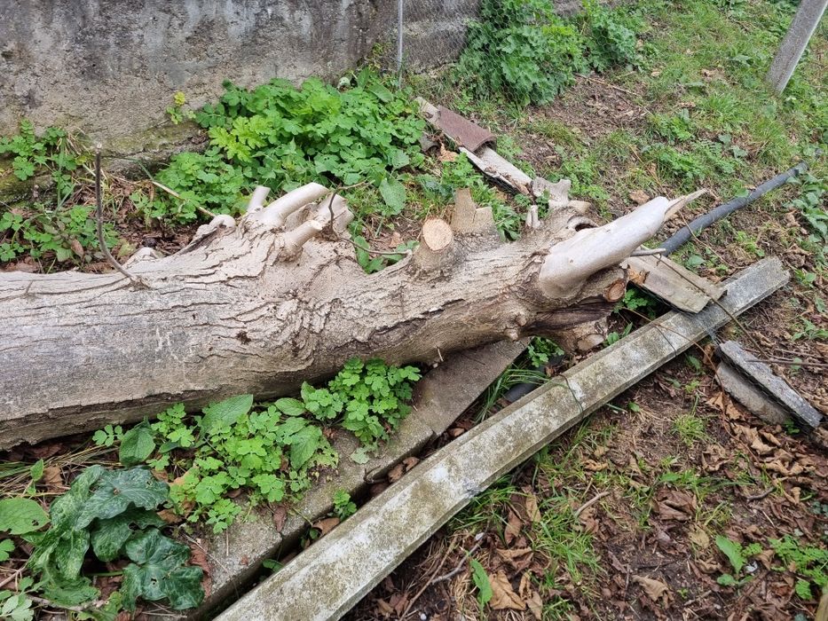 Vendo Tronco Nogueira