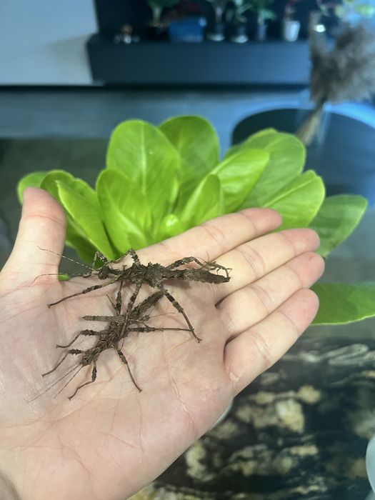 Straszyk Trachyaretaon sp. North Luzon
