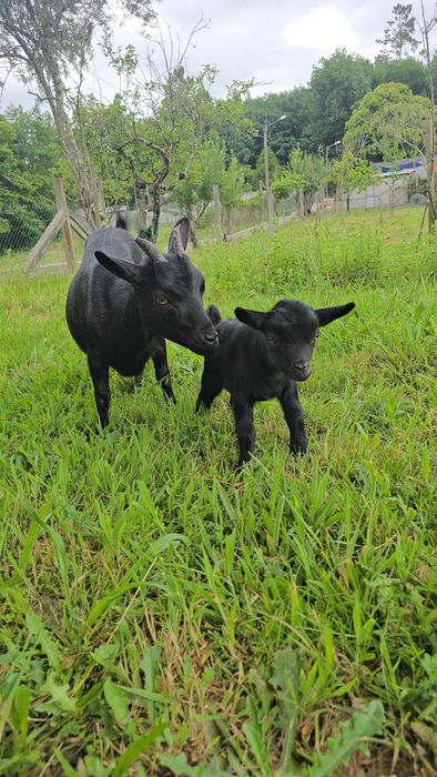 Cabras anão é cabrito anão