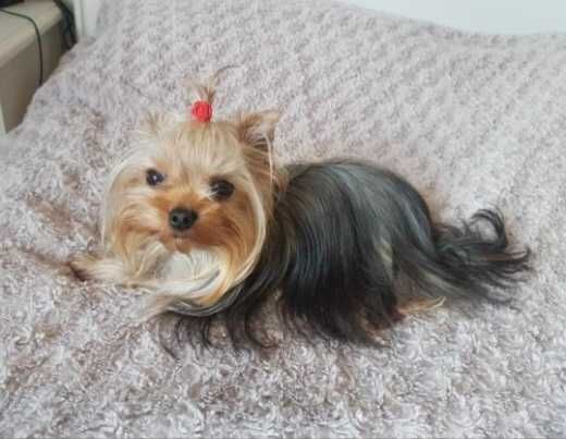 Śliczny piesek York super miniaturka