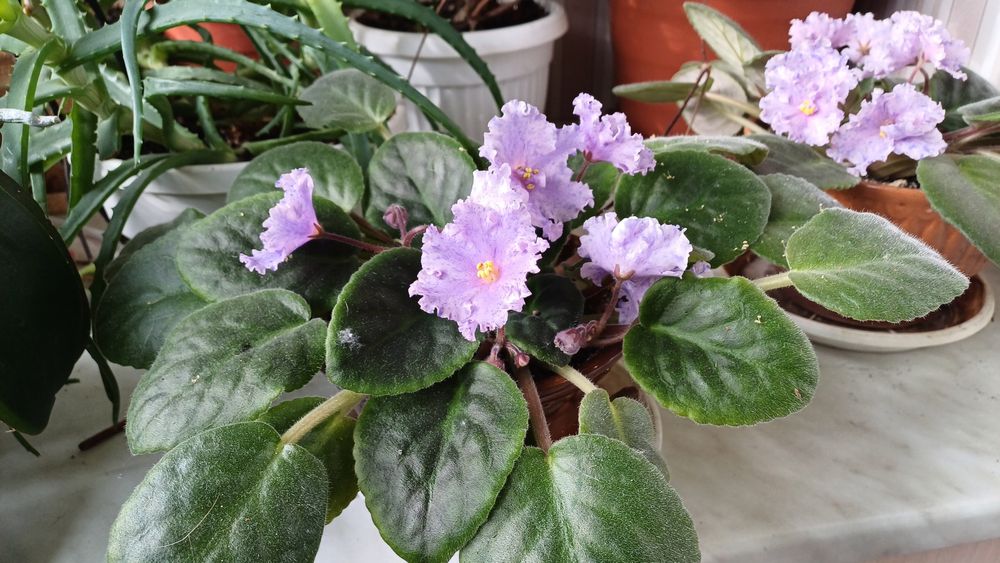 Фиалка в горшочке