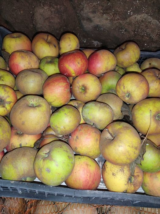 Jabłka szara reneta paczka 15 kg lub inna ilość