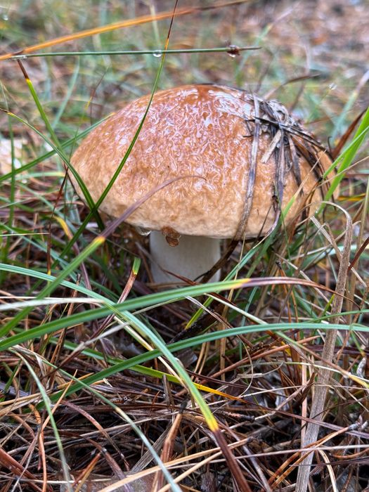 Продаж земельної ділянки с. Романків.