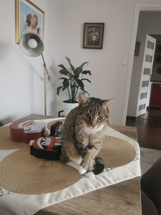 Dziewiecio miesieczne kocurki, rodzeństwo szukają stałego domu.