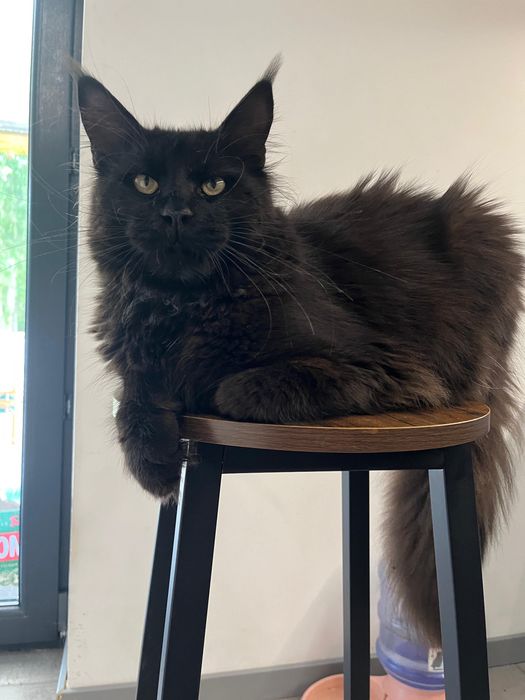 Kotka Maine Coon