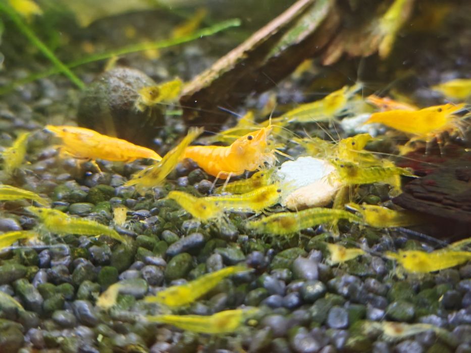 Krewetki neocardina yelow