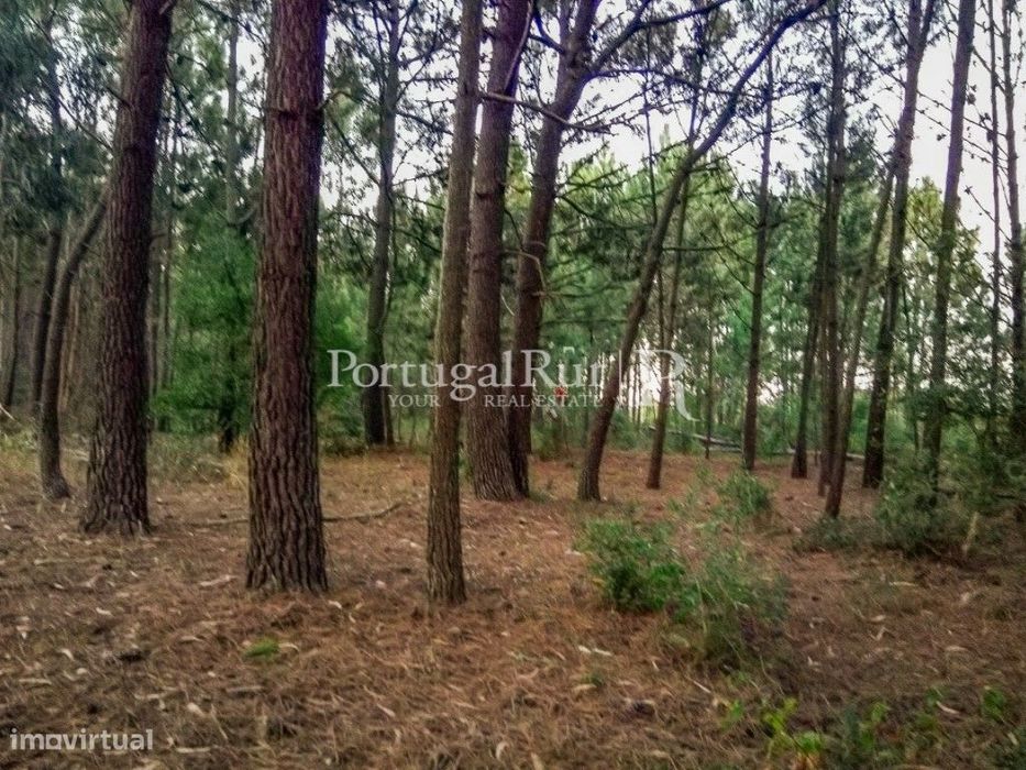 Terreno com água, eletricidade e ribeiro a 5 minutos das praias