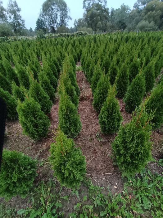 Tuja tuje thuja szmaragd 120 cm