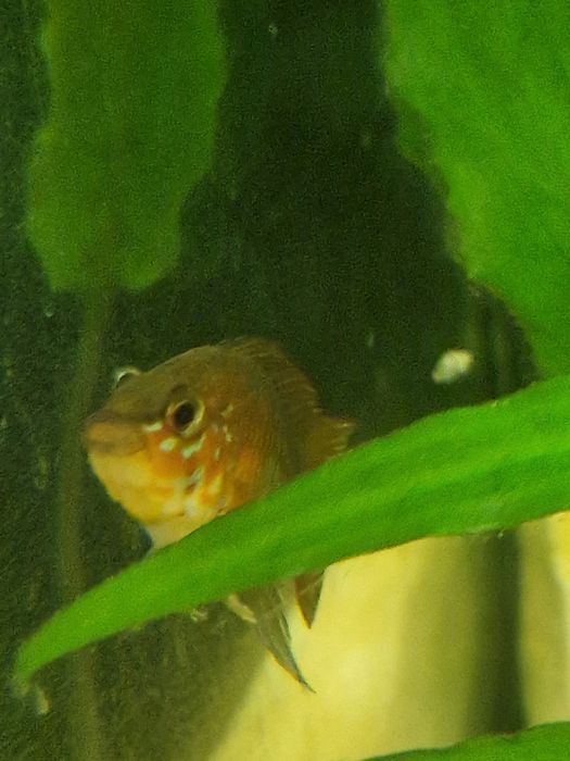 Akwarium 112l 80 x 35 x 40 ze wszystkim