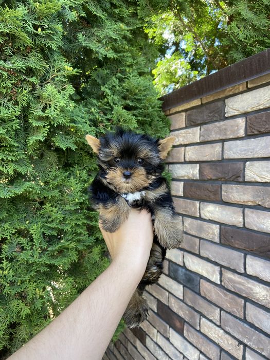 Крихітка йорік готовий до переїзду)