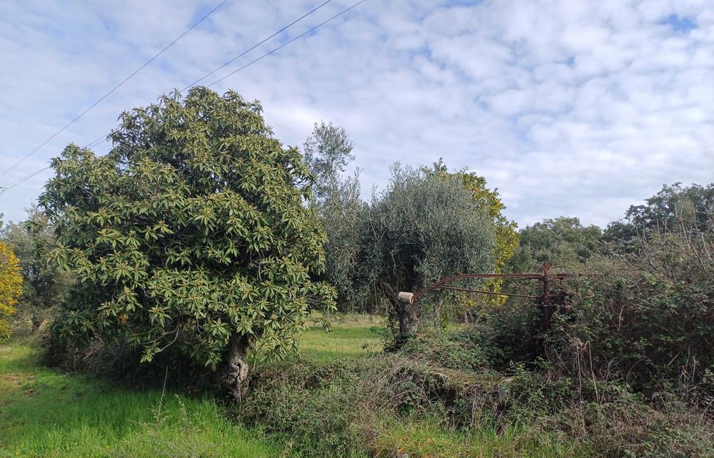 Terreno com palheiro e poço!