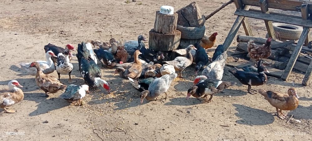 Качки шипуни мускатний