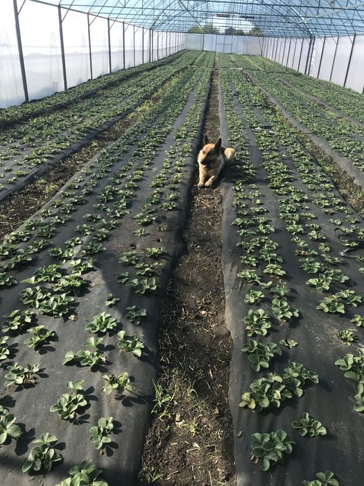 Будинок із земельною ділянкою