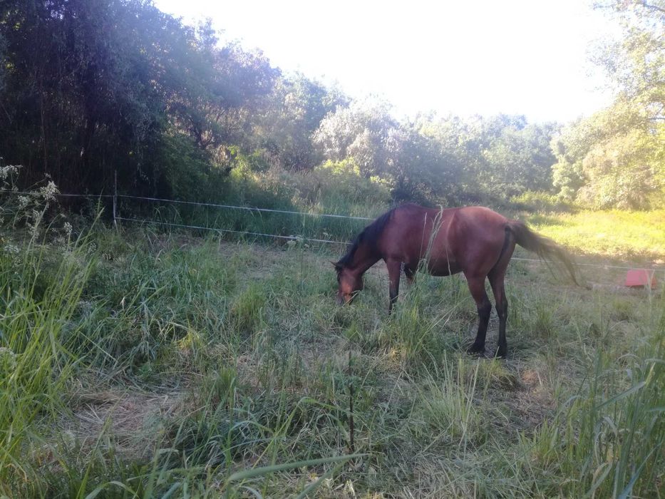 Égua de 4 anos a venda