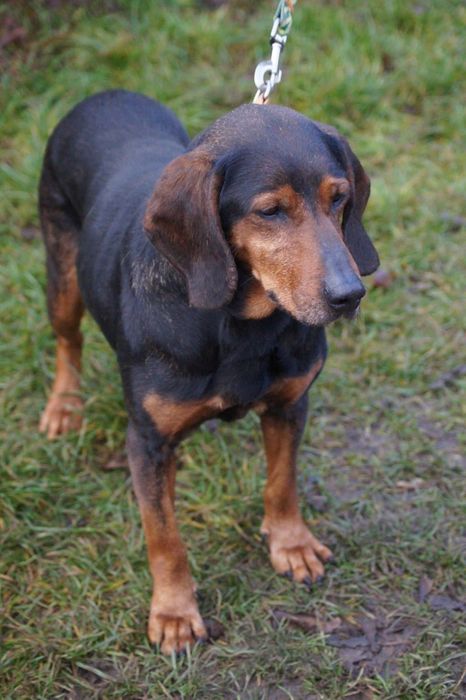 Łagodna, cudowna suczka mix gończy czeka na dom