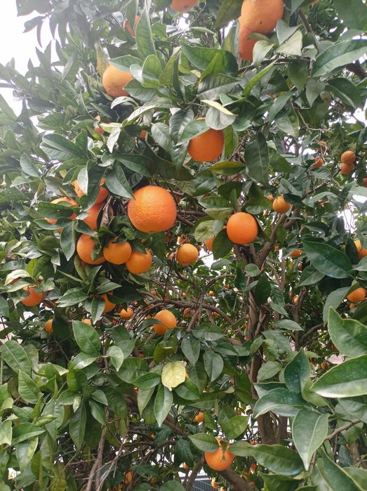 Vendo ou troco laranjas Clementinas tangerinas e limões 100% bio