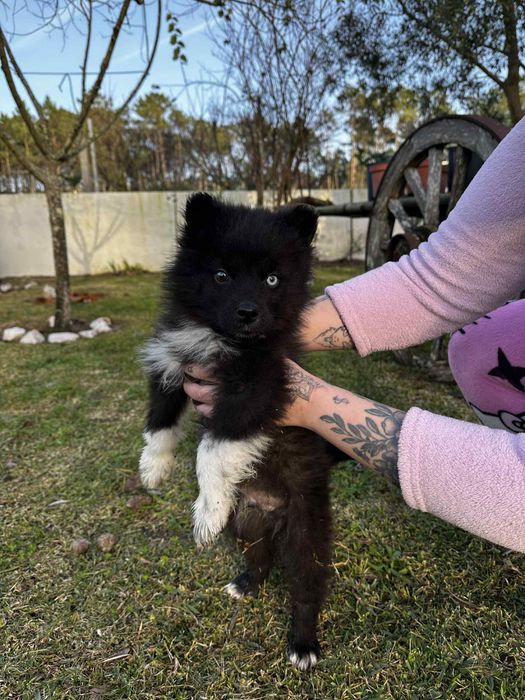 Husky siberiano macho