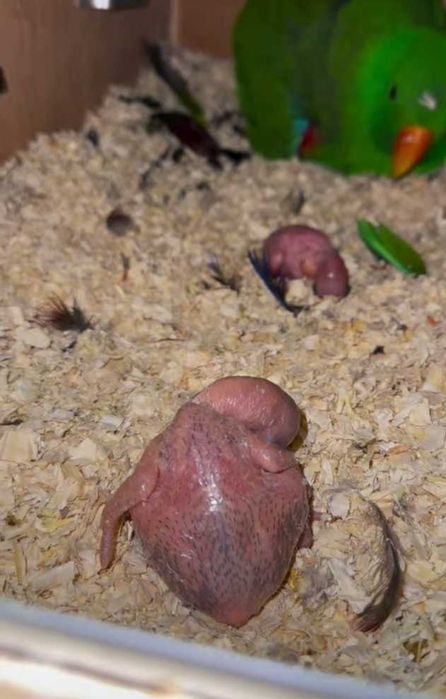 Casal de 2021 Eclectus