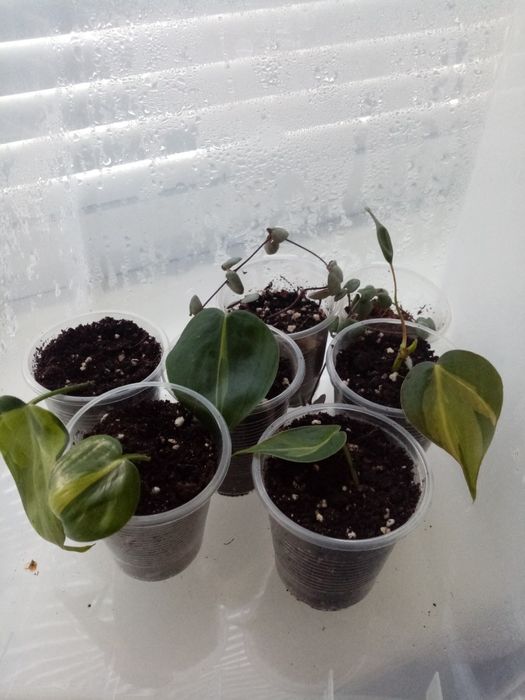 Филодендрон бразил