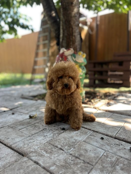 Маленький мальтіпу хлопчик Red Brown, 3,5 місяці