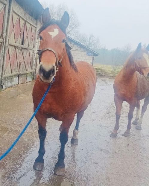 Klacz gniada 3 letnia obuczona zaprzęgana