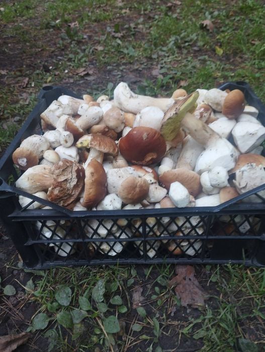 Grzyby prawdziwki,podgrzybki, koźlarz czerwony