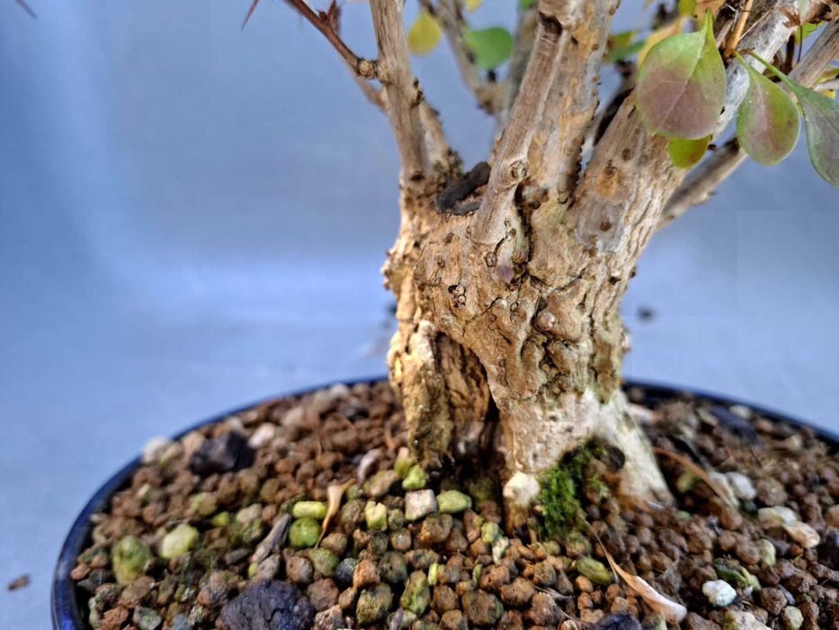 Bonsai Berberis Thunbergii