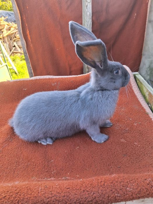 Німецький строкатий велетень,німецький строкач,кролі,кролики.