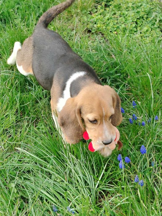 Radosna sunia Beagl tri color