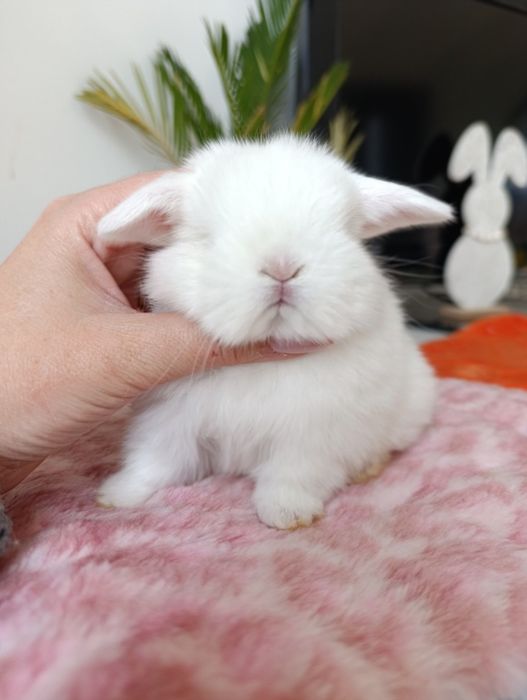 Królik króliczek mini lop hodowla zarejestrowana