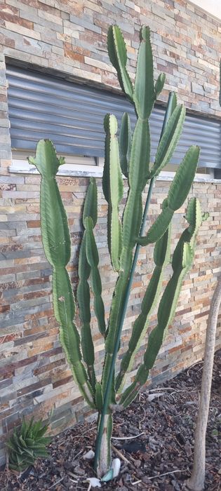 Vendo 3 Cactos/ Catos grandes