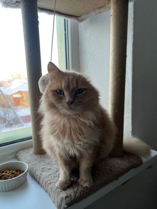 Шукає дім котик Бізе