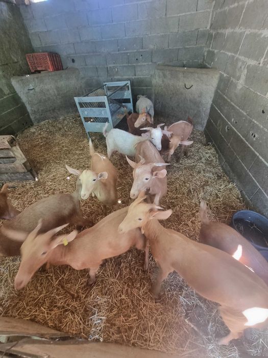 Chibas malaguenhas
