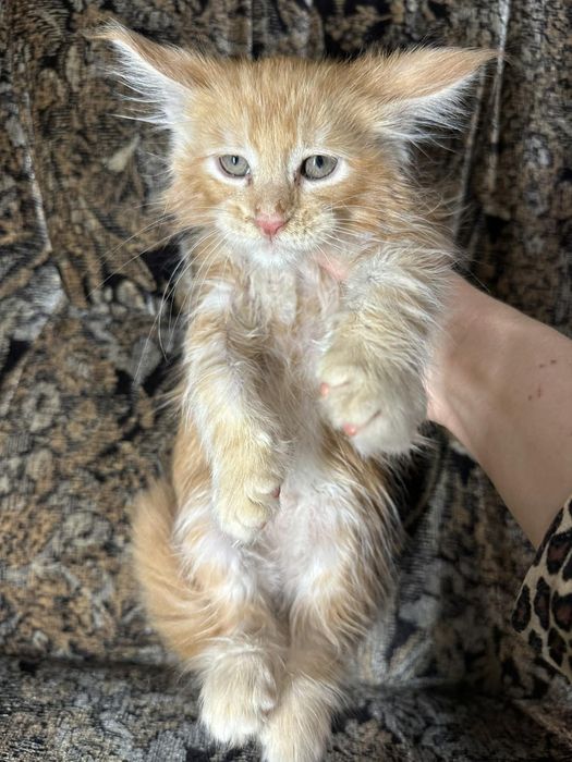 Мейн-кун котик чекає свою родину