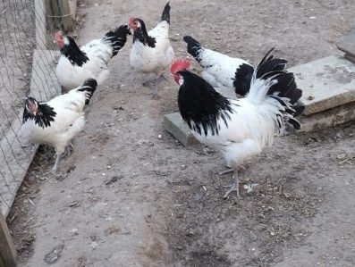 Jaja lęgowe od kur ozdobnych